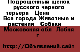 Подрощенный щенок русского черного терьера › Цена ­ 35 000 - Все города Животные и растения » Собаки   . Московская обл.,Лобня г.